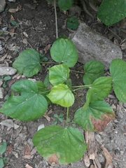 Hampea