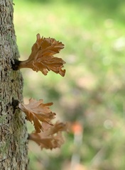 Xylaria flabelliformis