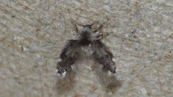 Clytocerus americanus