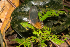 Haetera piera