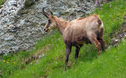 Carpathian Chamois