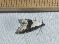 Nigetia formosalis