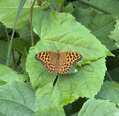 Silver-washed Fritillary