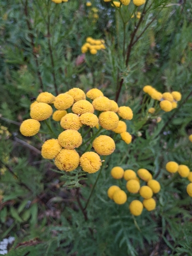 tansy