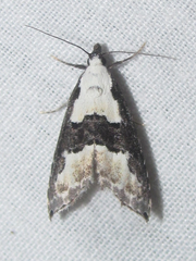 Nigetia formosalis