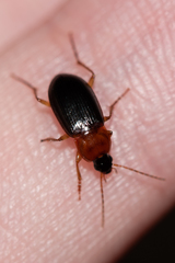 Calathus melanocephalus