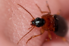 Calathus melanocephalus