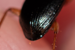 Calathus melanocephalus