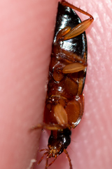 Calathus melanocephalus