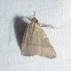 Basacallis tarachodes