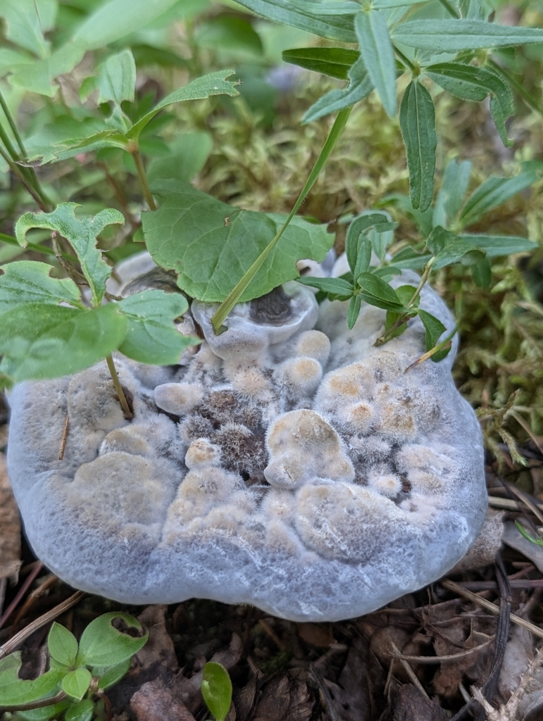 Blue Tooth · July 2026 · photo: Photo: (c) Megan Dark, some rights reserved (CC BY) · iNaturalist