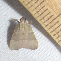 Basacallis tarachodes