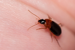 Calathus melanocephalus