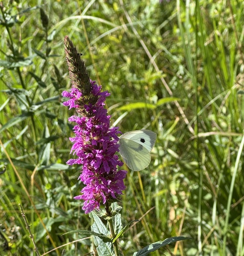 Large White