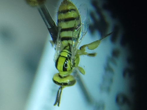 Perdita stathamae