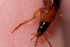 Calathus melanocephalus