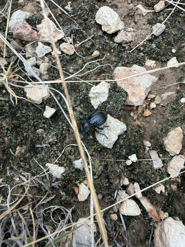 Philolithus sordidus