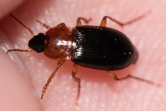 Calathus melanocephalus