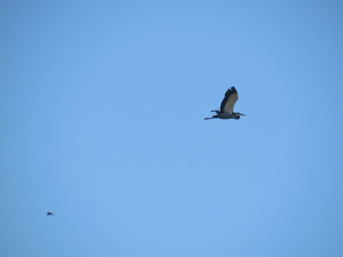 iNaturalist image