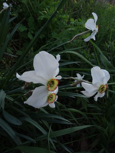 Narcissus poeticus