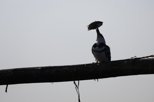 iNaturalist image