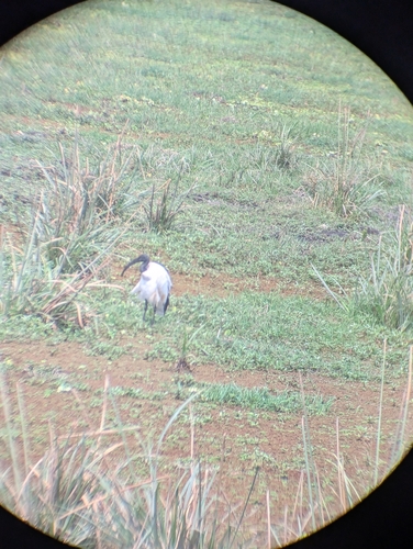 iNaturalist image