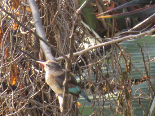 iNaturalist image