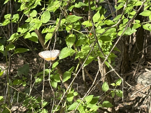 Common Mestra