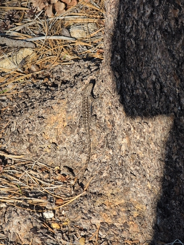 iNaturalist observation photo of Western Fence Lizard