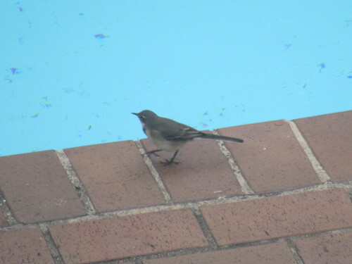iNaturalist: (c) c, some rights reserved (CC BY-NC), uploaded by c iNaturalist image