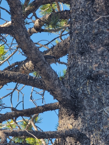 iNaturalist observation photo of Perching Birds