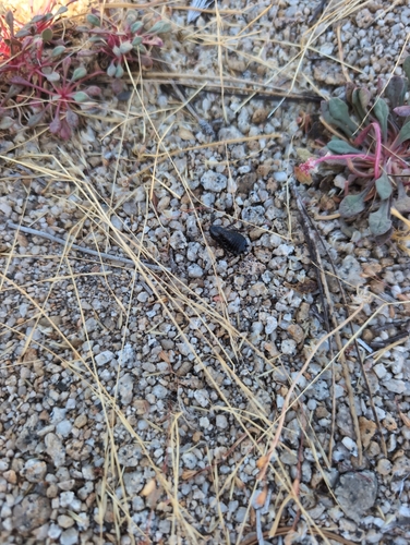 iNaturalist observation photo of Coniontis