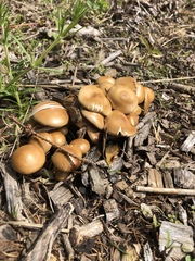 Agrocybe sororia