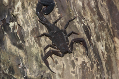 Tityus obscurus