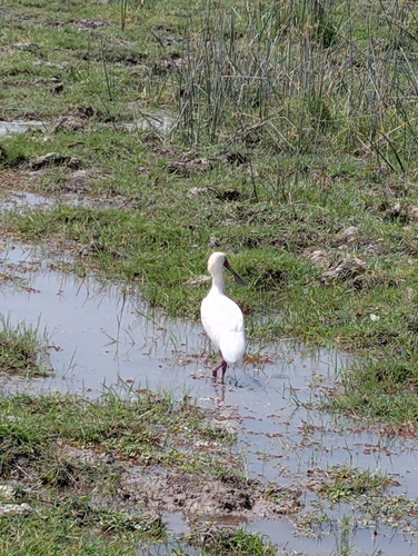 iNaturalist image