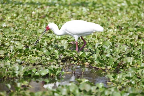 iNaturalist image