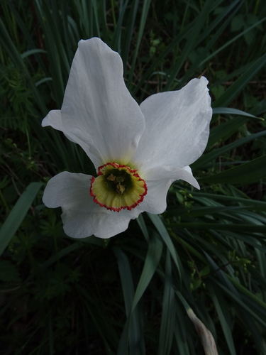 Narcissus poeticus