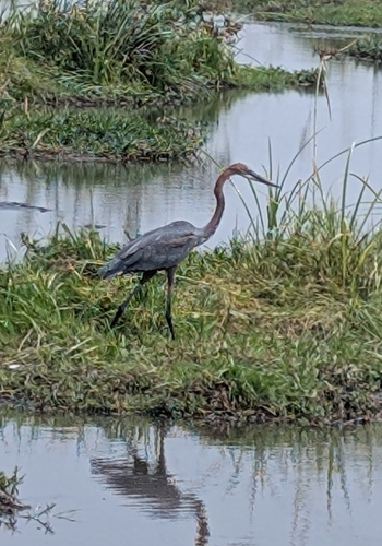 iNaturalist image