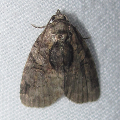 Pseudeustrotia indeterminata