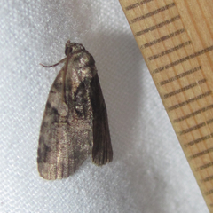 Pseudeustrotia indeterminata