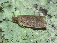 Psilocorsis quercicella
