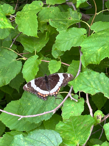 Red-spotted Admiral