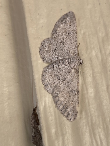 iNaturalist observation photo of Kiawe Moth