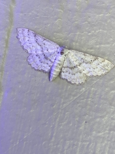 iNaturalist observation photo of Dwarf Tawny Wave