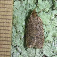 Psilocorsis quercicella