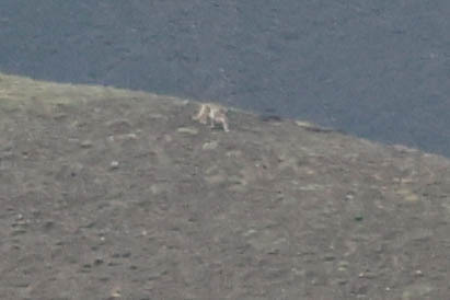 ユキヒョウ