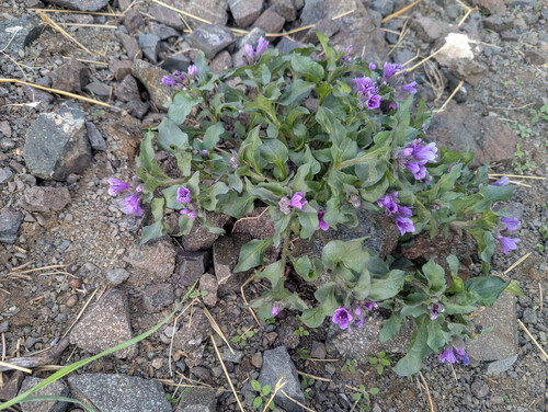 Physochlaina physaloides, photograph 1