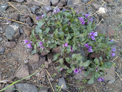 Physochlaina physaloides, photograph (c) Tom Field, some rights reserved (CC BY)