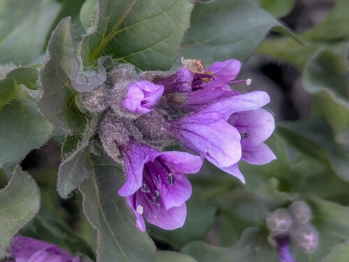 Physochlaina physaloides, photograph 2