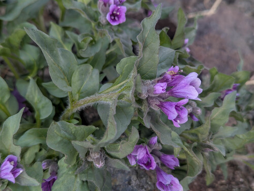 Physochlaina physaloides, photograph 3
